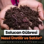Solucan Gübresi Nasıl Üretilir